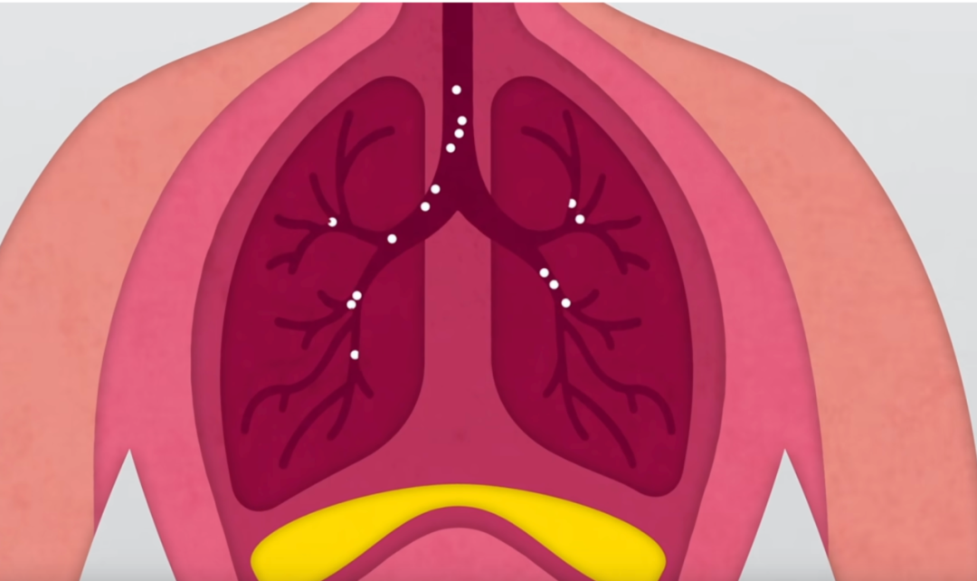 Inhale image of diaphragm as part of the powerhouse in pilates